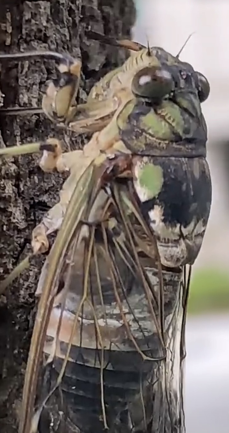 The Cicadas Still Sing Every Summer, but They're Never the Same Voices